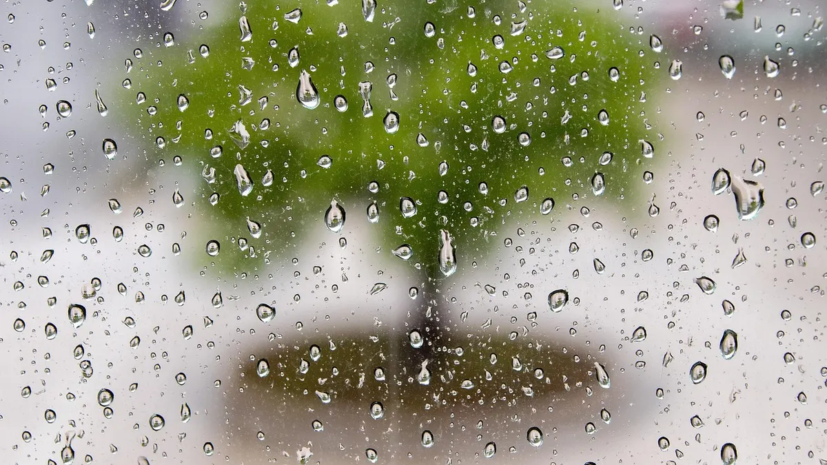 Gotas de chuva sobre vidro com árvore desfocada ao fundo